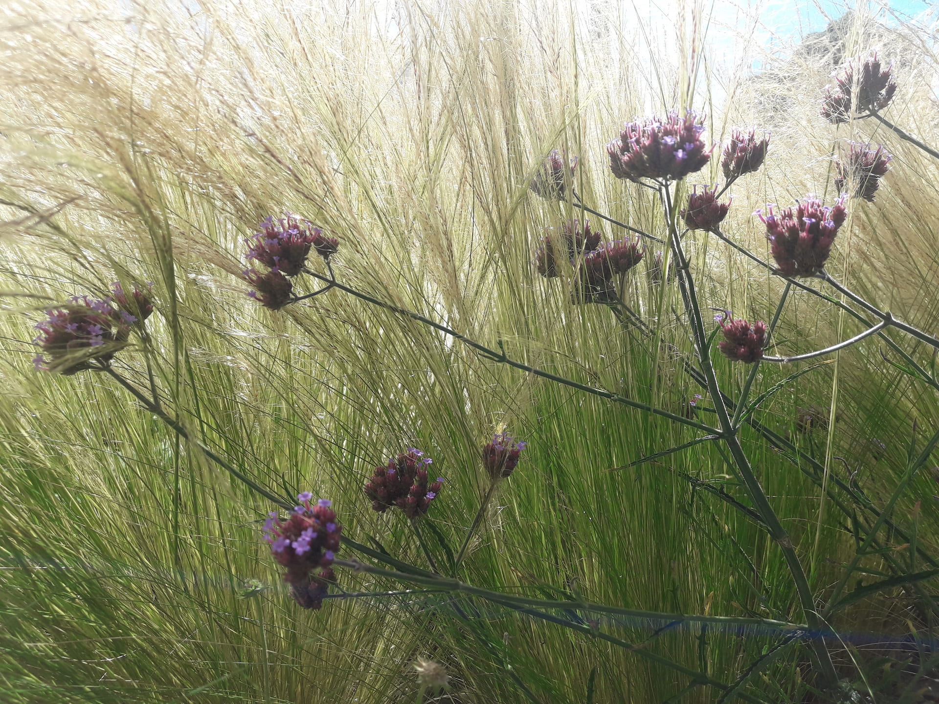 Detailaufnahme von Blüten im Garten